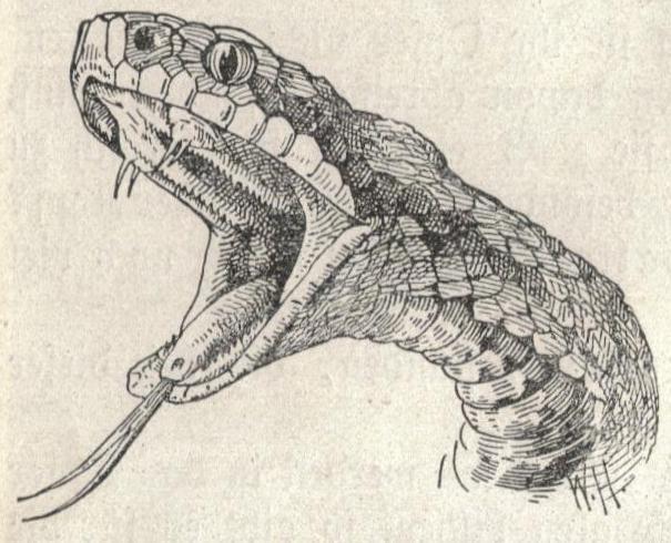 Vipera aspis atra